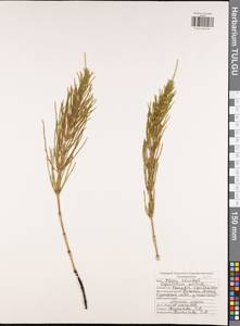 Equisetum arvense L., Eastern Europe, Central region (E4) (Russia)