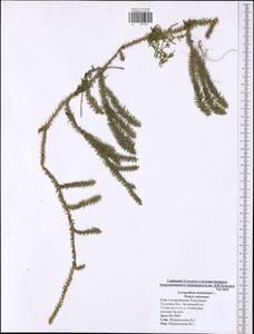 Spinulum annotinum subsp. annotinum, Eastern Europe, Central region (E4) (Russia)