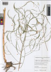 Asparagus officinalis L., Siberia, Altai & Sayany Mountains (S2) (Russia)
