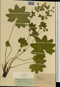 Alchemilla vulgaris L., Eastern Europe, Central region (E4) (Russia)