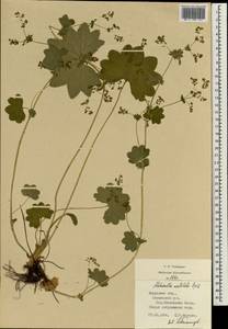 Alchemilla vulgaris L., Eastern Europe, Central region (E4) (Russia)