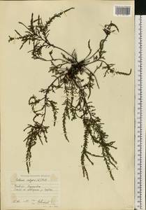 Calluna vulgaris (L.) Hull, Eastern Europe, North Ukrainian region (E11) (Ukraine)