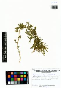 Diphasiastrum alpinum (L.) Holub, Siberia, Baikal & Transbaikal region (S4) (Russia)