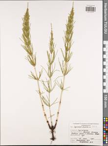 Equisetum arvense L., Eastern Europe, Central region (E4) (Russia)