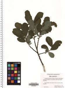 SMR000630, Salix cinerea L., Eastern Europe, Middle Volga region (E8) (Russia)