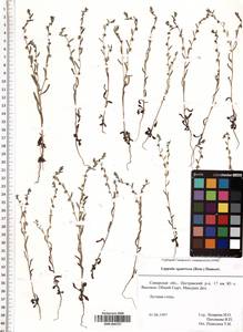 SMR000737, Lappula squarrosa (Retz.) Dumort., Eastern Europe, Middle Volga region (E8) (Russia)