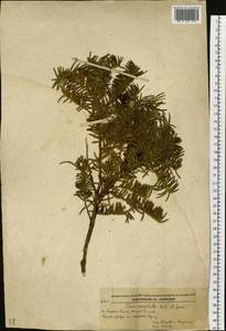 Taxus cuspidata Siebold & Zucc., Siberia, Russian Far East (S6) (Russia)