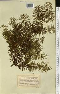 Taxus cuspidata Siebold & Zucc., Siberia, Russian Far East (S6) (Russia)