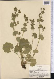 Alchemilla propinqua H. Lindb. ex Juz., Eastern Europe, Middle Volga region (E8) (Russia)