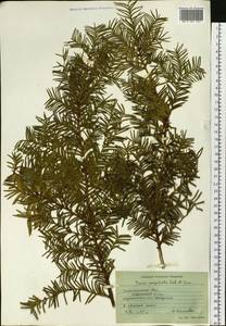 Taxus cuspidata Siebold & Zucc., Siberia, Russian Far East (S6) (Russia)