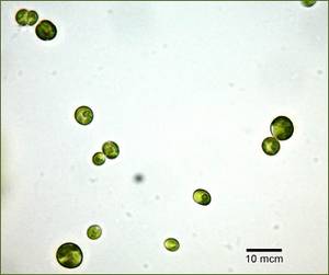 Chlorella fusca ACKU ред.2, Николаевская область (Ukraine)