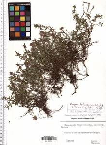 SMR000552, Thymus bashkiriensis × marschallianus, Eastern Europe, Middle Volga region (E8) (Russia)