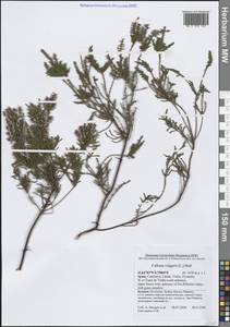 Calluna vulgaris (L.) Hull, Western Europe (EUR) (Spain)