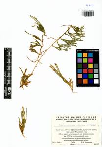 Diphasiastrum alpinum (L.) Holub, Siberia, Baikal & Transbaikal region (S4) (Russia)