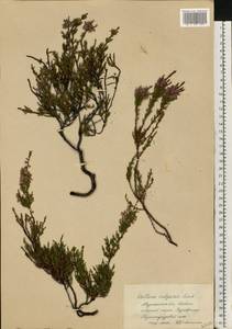 Calluna vulgaris (L.) Hull, Eastern Europe, Northern region (E1) (Russia)