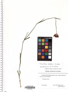 SMR000182, Dianthus borbasii Vandas, Eastern Europe, Middle Volga region (E8) (Russia)