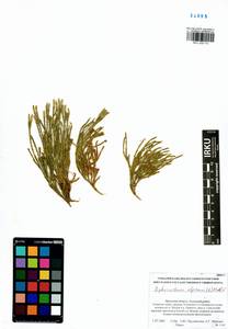 Diphasiastrum alpinum (L.) Holub, Siberia, Baikal & Transbaikal region (S4) (Russia)