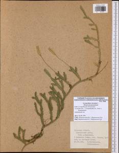 Lycopodium clavatum L., Eastern Europe, Central region (E4) (Russia)