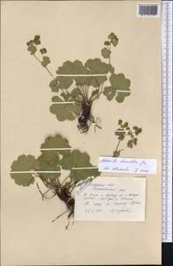 Alchemilla cheirochlora Juz., Eastern Europe, Central forest-and-steppe region (E6) (Russia)