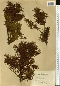 Taxus cuspidata Siebold & Zucc., Siberia, Russian Far East (S6) (Russia)