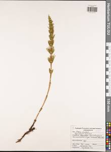 Equisetum arvense L., Eastern Europe, Central region (E4) (Russia)