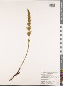 Equisetum arvense L., Eastern Europe, Central region (E4) (Russia)