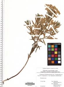 SMR000412, Euphorbia virgata Waldst. & Kit., Eastern Europe, Middle Volga region (E8) (Russia)
