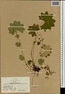 Alchemilla vulgaris L., Eastern Europe, Central region (E4) (Russia)