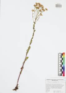 Jacobaea vulgaris subsp. vulgaris, Eastern Europe, Central region (E4) (Russia)