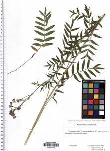 SMR001109, Polemonium caeruleum L., Eastern Europe, Middle Volga region (E8) (Russia)