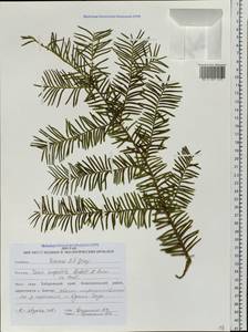 Taxus cuspidata Siebold & Zucc., Siberia, Russian Far East (S6) (Russia)