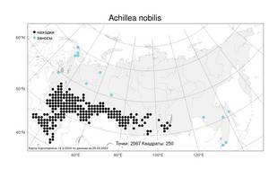 Achillea nobilis L., Atlas of the Russian Flora (FLORUS) (Russia)