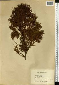 Taxus cuspidata Siebold & Zucc., Siberia, Russian Far East (S6) (Russia)