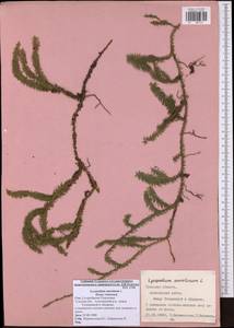 Spinulum annotinum subsp. annotinum, Eastern Europe, Central region (E4) (Russia)