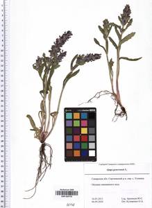 SMR000738, Ajuga genevensis L., Eastern Europe, Middle Volga region (E8) (Russia)