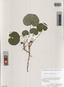 Asarum europaeum L., Siberia, Altai & Sayany Mountains (S2) (Russia)