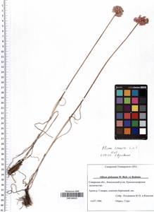 SMR000357, Allium lineare L., Eastern Europe, Middle Volga region (E8) (Russia)