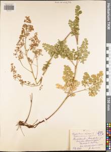 Thalictrum minus L., Eastern Europe, Central region (E4) (Russia)