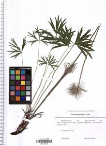 SMR001126, Pulsatilla patens (L.) Mill., Eastern Europe, Eastern region (E10) (Russia)