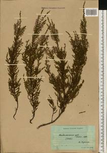 Calluna vulgaris (L.) Hull, Eastern Europe, Northern region (E1) (Russia)