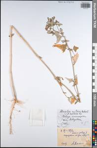 Atriplex sagittata Borkh., Eastern Europe, Central region (E4) (Russia)