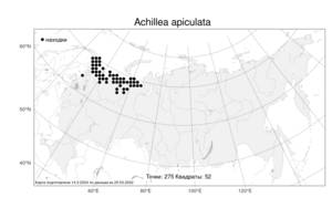 Achillea apiculata N. I. Orlova, Atlas of the Russian Flora (FLORUS) (Russia)