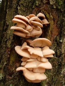 74_Lentinellus ursinus 0, Одинцовский район, Moscow Oblast (Russia)