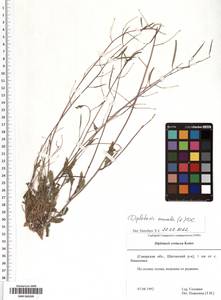 SMR000209, Diplotaxis muralis (L.) DC., Eastern Europe, Middle Volga region (E8) (Russia)