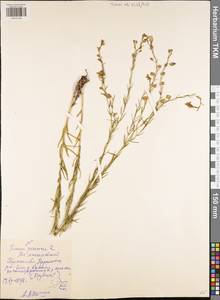 Linum perenne L., Eastern Europe, Central region (E4) (Russia)