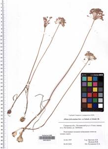 SMR000355, Allium delicatulum Siev. ex Schult. & Schult.f., Eastern Europe, Middle Volga region (E8) (Russia)