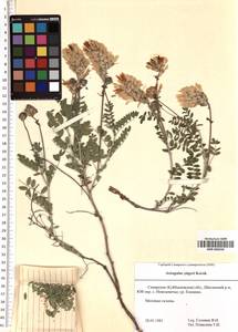 SMR000244, Astragalus zingeri Korsh., Eastern Europe, Middle Volga region (E8) (Russia)