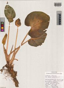 Calla palustris L., Siberia, Altai & Sayany Mountains (S2) (Russia)