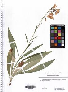 SMR000574, Campanula persicifolia L., Eastern Europe, Middle Volga region (E8) (Russia)