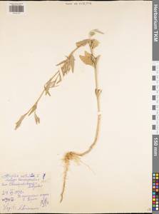 Atriplex patula L., Eastern Europe, Central region (E4) (Russia)